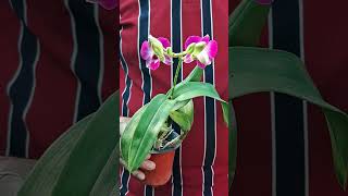 Orchid Plant Care Easy Tips for Beginners orchid orchids [upl. by Alyacim]