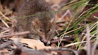 Dusky Antechinus Tidbinbilla Nature Reserve [upl. by Siraved781]