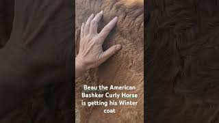 BEAU the basker curly horse is getting his winter coat winteriscoming hypoallergenic [upl. by Marian]