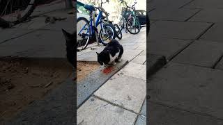 feedingstraycats catlover 😍😍😍😍😍😍😺 [upl. by Heisser361]