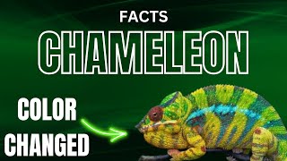 Top 10 Chameleon Facts  SA Facts Info [upl. by Siderf]