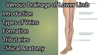 Venous Drainage of Lower limb [upl. by Eniron645]