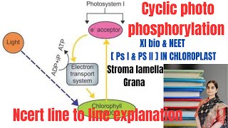 Cyclic photo phosphorylation  XI BIO [upl. by Eliza851]