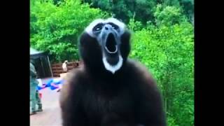 The screaming gibbon [upl. by Raines]