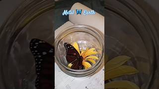 Metal 🦋 Earth Models toys butterfly craft diy custom metalmodels nature metalearth [upl. by Gere]