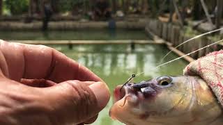 Ini diaumpan ikan mas yang bisa dapat ikan banyakmancing harian bukan kiloan [upl. by Amsirak983]