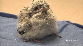 Tawny frogmouth chick at the Saint Louis Zoo [upl. by Thacher]