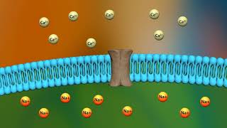 Mechanism of action of digoxin [upl. by Jael]