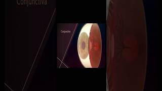 The Conjunctiva  Conjunctivitis  Red eye conjunctivitis redeye [upl. by Meil]