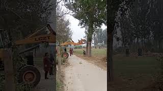 Sawing trees with a chainsaw Using a crane to prop up a big tree is extremely effective [upl. by Ttirrej]