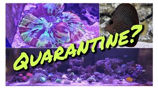 Ep 04 Quarantining new livestock how to Copper treatment  Disaster [upl. by Normy]