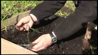 Planting Onions [upl. by Demetre]