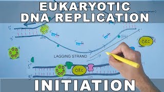 DNA Replication In Eukaryotes  Initiation [upl. by Basir409]