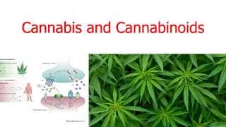 Cannabis and Cannabinoids [upl. by Remled26]