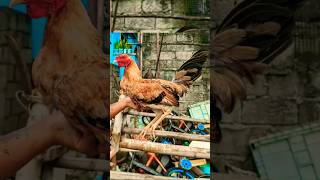 grey na hennie ba ito rooster ayam chicken [upl. by Assillem]