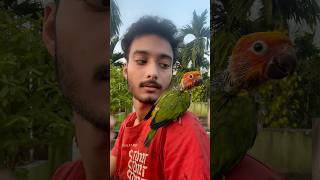 Sunconur hand feed baby price 🦜 mini vlogs with birds sunconure birds birdslover shortvideo [upl. by Einamrej958]