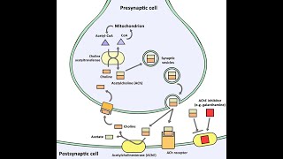 Biosynthesis of Acetylcholine Neurotransmitters  Synthesis Storage Release Function Degradation [upl. by Anoirtac]