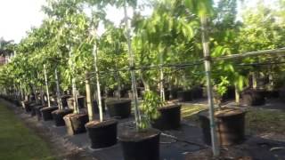 CANANGA ODORATA YLANG YLANG TREE CANANGA TREE for sale Homestead fl miami fl [upl. by Enylorac]