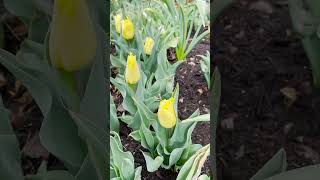 How to Plant Bulbs in the Fall including Daffodils Tulips Alliums garden gardening gardeningtips [upl. by Yvor]