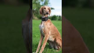 Saluki 🐶 The Fastest Dog Breeds In The World 😱🔥 dogs shorts [upl. by Klemens]