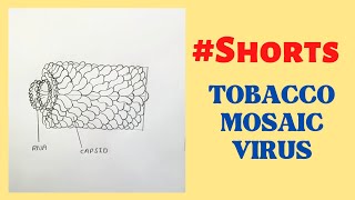 How to Draw TOBACCO MOSAIC VIRUS  TMV Easily Step by Step tmv shorts rahularts [upl. by Toffey333]