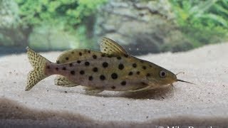 Synodontis Ocellifer 4quot  Imperial Tropicals [upl. by Norga287]