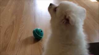 Cutest Puppy Noises Compilation [upl. by Friedland782]