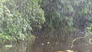 Rain Sounds for Sleep  Rainforest ASMR Sound For Relaxing Rainforest Heavy Rain Sounds  3 hour [upl. by Delorenzo]