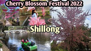 Cherry Blossom Festival Shillong 2022  Ticket and Tour [upl. by Mikiso]