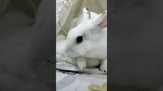 Springy do you love camping tent cutepets bunny vlog lovely [upl. by Hamner]