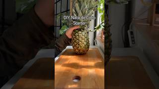 Nata de Coco shorts food coconut pineapple fermentation experiment science diy [upl. by Yras]