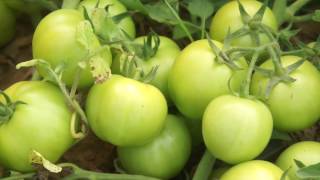 Ecogene Agritech Tomato [upl. by Hinkle]