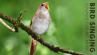 Birds Singing  24 Hour Bird Sounds Relaxation Stress Relief Relaxing Birds Sounds [upl. by Brodench]