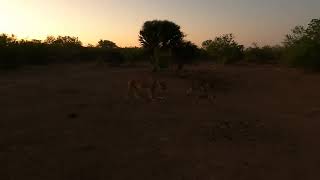 Very happy Lion Cubs in Mashatu Game Reserve  Mashatu Tent Camp [upl. by Lorenza809]