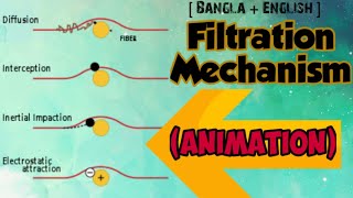 Mechanism of Filtration Animation videoAnanya Raiyan [upl. by Drallim849]