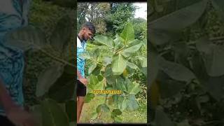 वडाच्या झाडाची लागवड  Vadachya zadachi lagvad कोकण dhamanse kokanche minivlog tree trees [upl. by Necyrb628]