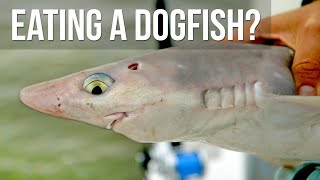 We Cooked a Dogfish [upl. by Atnamas]