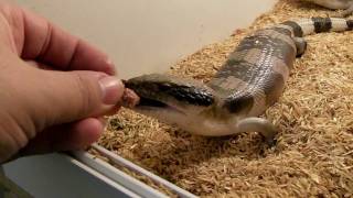 Western Bluetongue  Tiliqua Occipitalis hand feeding [upl. by Eisteb]