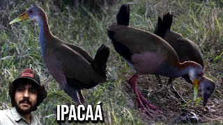 Ipacaá 4K Aramides ypecaha Giant wood rail Rascón cuello rojo Frango dágua gigante Saracuraçu [upl. by Isia]