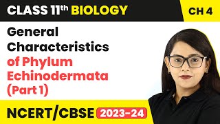 General Characteristics of Phylum Echinodermata Part 1  Class 11 Biology Chapter 4  NCERTCBSE [upl. by Notsa]