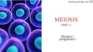 MEIOSIS  Malayalam  Meiosis 1  Prophase 1  Pachytene  Diplotene  Diakinesis [upl. by Flieger]