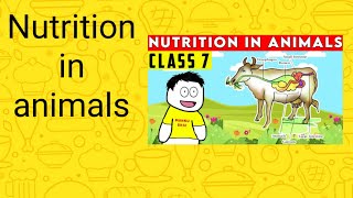 Nutrition in animals [upl. by Barra]