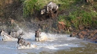 Thousands of wildebeest migrate across the Mara River in the Serengeti Reserve July 21 2021 [upl. by Colin701]