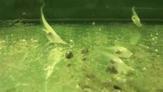 Xenopus laevis albino large tadpole development 9 weeks video 7 HD [upl. by Walcott258]