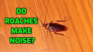 Do Roaches Make Noise [upl. by Wade177]