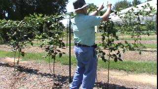 Dr Powell with Kiowa blackberries mid August [upl. by Patrice]