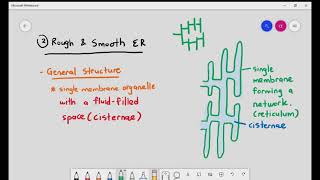 15 Nucleus Endoplasmic Reticulum Smooth and Rough ER amp Golgi Body Cambridge A Level Biology [upl. by Aynnat]