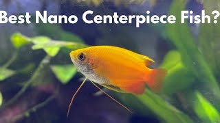 Honey Gourami care guide for beginners [upl. by Elurd]