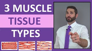 Three Types of Muscle Tissue Skeletal Smooth Cardiac Anatomy Compilation Review [upl. by Penman]