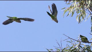 Wild Parakeet Sounds and Images [upl. by Derriey807]